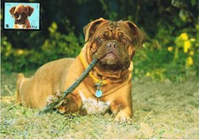 Biżuteria bordowa dog 2.2