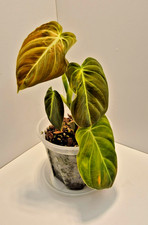 Philodendron Melanochrysum Variegated #4