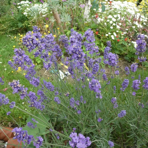TOUCHWOOD MEDIUM COTTAGE PLANTS SEEDS, many CHOICES unusual rare, BUY 6 +1 free - Picture 80 of 164