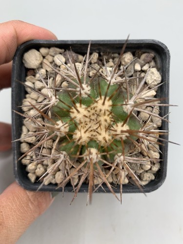 copiapoa Intermedia vaso 7 Verde Grigia, Violacea ( Chile ) Spine Bianche Gialle