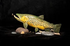 fishing art prints, fly fishing art prints, brown trout fish art fly fishing art