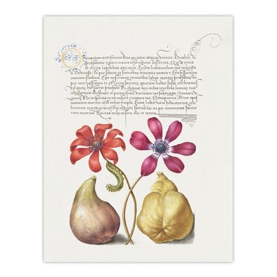 Mohn Anemone Feige und Quitte Kalligraphie Wandbild Poster Druck