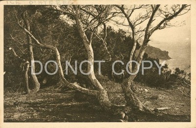 Porquerolles Vintage Postkarte Frankreich Hyères Var Küste Aleppo Kiefern