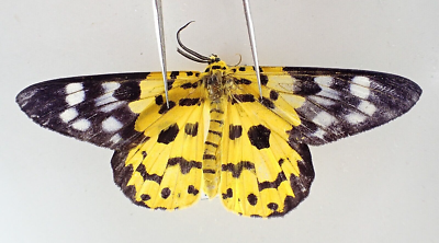 はのい様 s-l400.png