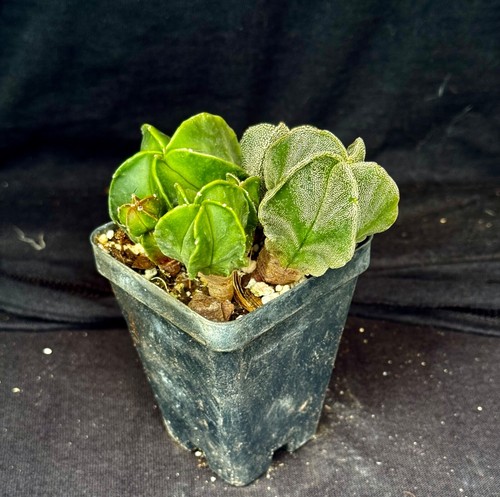 Astrophytum myriostigma v. nudum, lot of 6 cactus plants