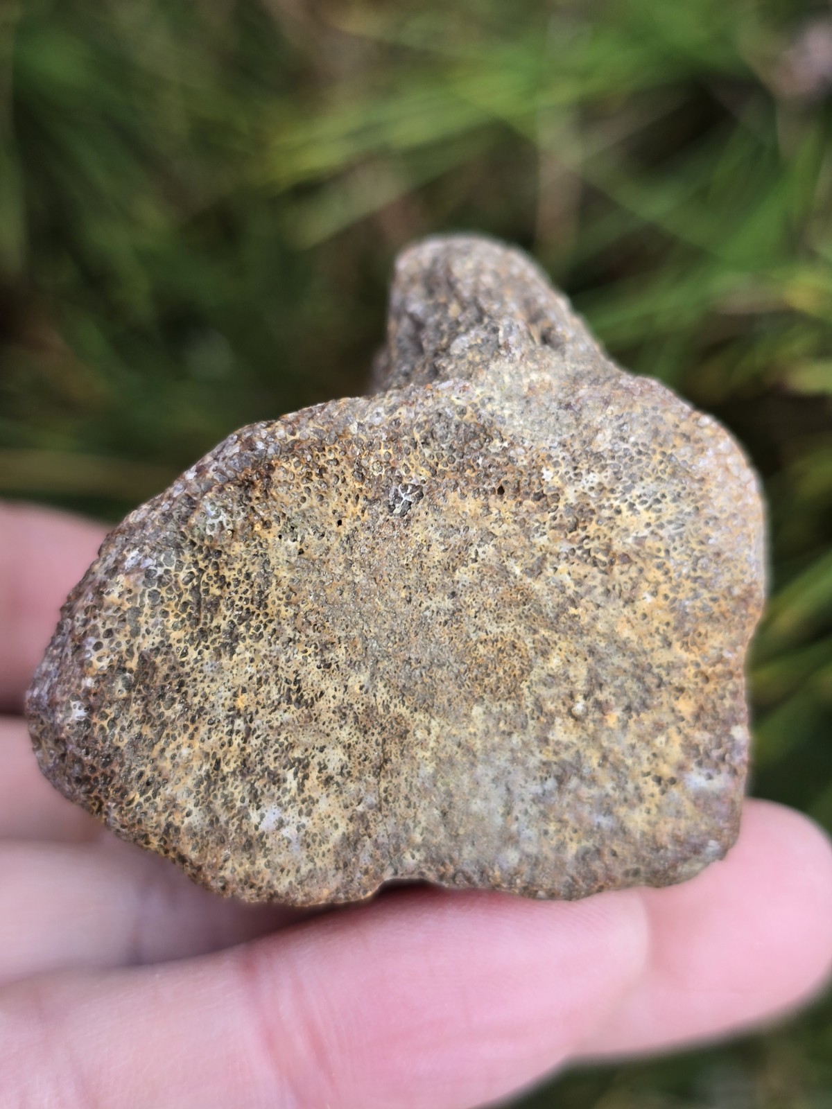 Partial Mosasaur Vertebrae Bones Cretaceous Dinosaur Fossil Ozan TX