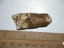 Dinosaur fossil tooth Spinosaurus Cretaceous Era bigger 1.75 inch long K43