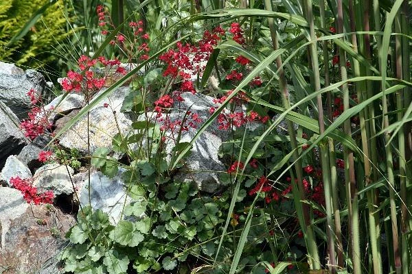 Heuchera sanguinea v. pulchra | Campanas de coral | Campanas de coral nuevas mexicanas | 20 semillas Foto 2 de 4