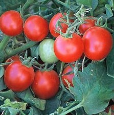 Tomato Baxter Early Bush Cherry  250 seeds
