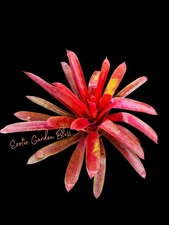 Aechmea  Valencia  Rare Large Bromeliad   Stunning Burgundy Red Color   24  Tall