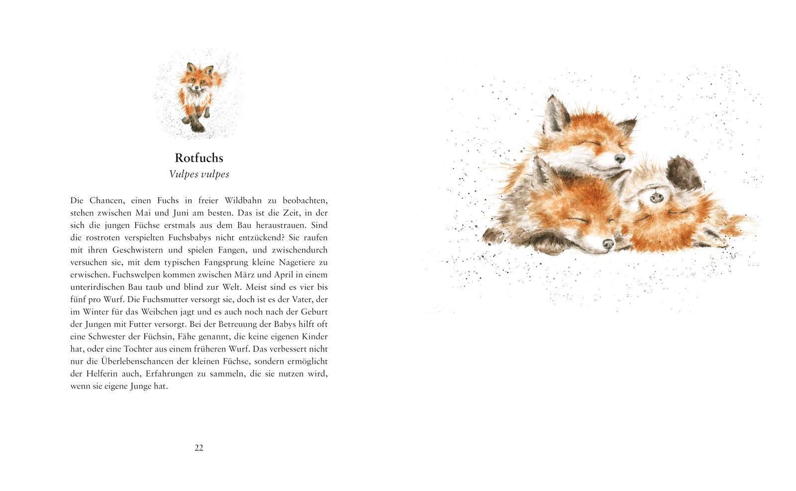 Thumbnail - Flügge - Die Ersten Tage Kleiner Tierkinder Hannah Dale Buch 128 S.