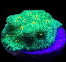 Live Coral Psammacora John Deere