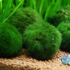 5 (cinque) x Palline di Aegagropila linnaei (Marimo Moss Ball)