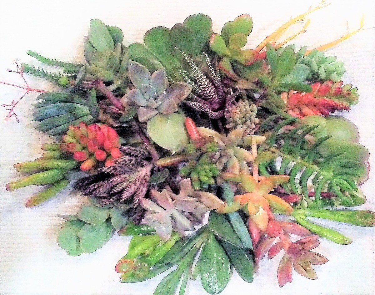Assorted Succulent Cuttings Pack - 30 Fresh Cuttings, 15 Varieties (2-4 Inches)