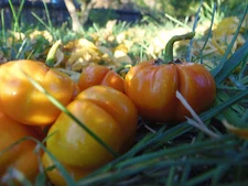 Pumpkin Tree - Fun ornamental and edible heirloom eggplant