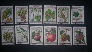 Parasiten Obstpflanzen Kohler Serie 39 Sammelbilder Ungeziefer Pflanzen Botanik