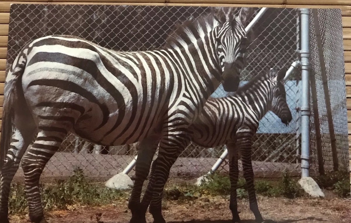 Chapman's Zebra Mother and Baby Real Picture Postcard 1970s San