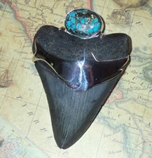 Mega Megalodon Shark Tooth Pendant with Sterling Shark and Turquoise cab 3.25 in
