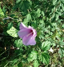 Rose Of Sharon Flower Seeds 