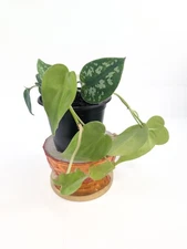 Neon Philodendron & Silver Satin Pothos Bundle Live Tropical Plant 4 Inch Pot