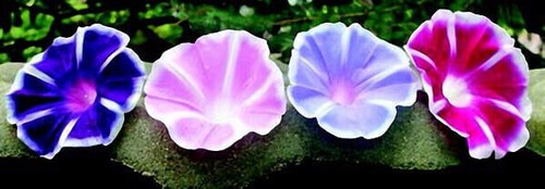 CLIMBING FLOWERS - Vines - Thunbergia Morning Glory Sweet Pea - Flower seeds - Picture 71 of 121
