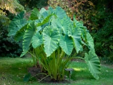 1 Elephant Ear Bulb/Tuber ~ Colocasias Tall growing 48"