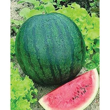 25 SUGAR BABY WATERMELON SEEDS  FRESH HARVEST FOR GARDENS