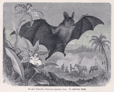 Großer Vampir, Vampirus spectrum