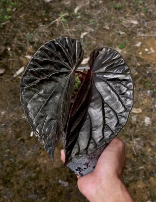 Begonia Black Blood Rare Exotic Tropical Plant