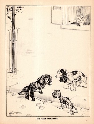 Dachshund Brussels Griffon Print 1940s Humorous Art Illustration by Zito 6598y