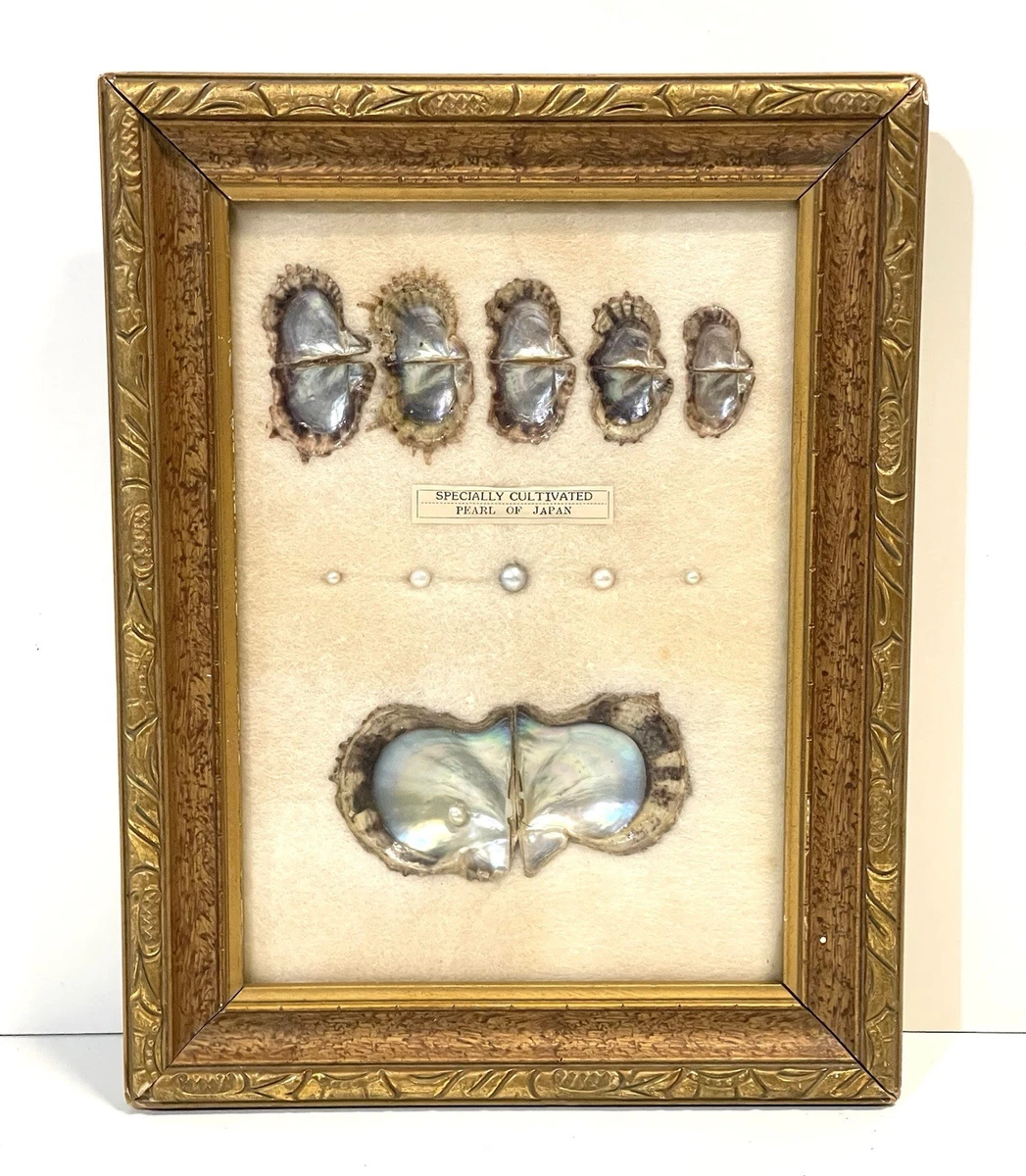 其他具收藏价值的贝壳| eBay