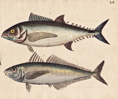 fish Fisch Fische Thunfisch tuna Stöker scad Lithographie Strack 1826