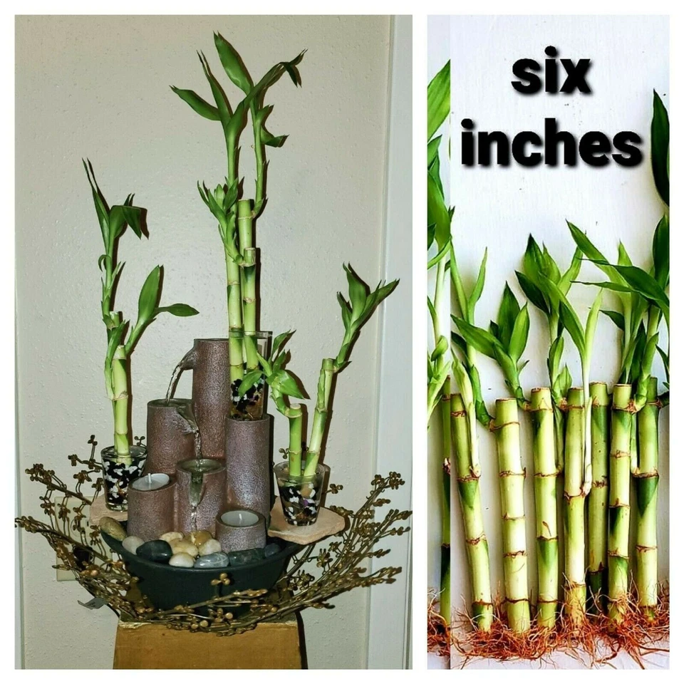 Plantas de bambú de la suerte de 6" 5 tallos, estaca de mariposa GRATIS, REGALO, Feng Shui, interior Foto 2 de 4