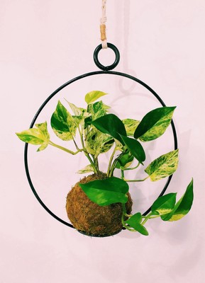 Ornamental plant in handmade pot, choose your favorite plant.