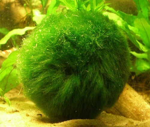 Marimo Moss 3 Balls 3 4cm Cladophora Live Plant Aquarium Tank In Usa Ebay