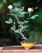 Bonsai Mimosa, Bonsai Mimosa Pudica, Planta Sensible, Bonsai Rosa, 10 Semillas Raras