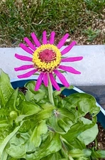 50+ Cosmos Seeds Dazzler Bipinnatus annual Butterfly Free Shipping USA