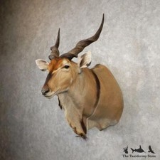 #21088 P | African Lord Derby Eland Taxidermy Shoulder Mount For Sale