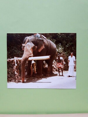 Foto Mai 1978, ''Mein Trip INDIEN'', Arbeitselefanten, 11x9 cm, gebraucht, A3