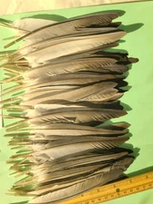 20 Pigeon Flight  Feathers. 6"-7 1/2" fly tying crafts cruelty-free B4