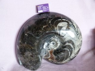 Polierter Goniatit Ammonit sehr groß 32 x 26 cm ca. 10 kg schwer Devon