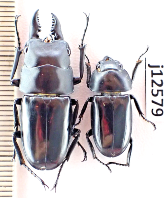 標本用品 Taiwan Dytiscoidae sp.38mm j12579. Insects, Lucanidae, Prosopocoilus buddha. South Vietnam