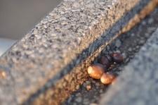 SMC Pentax-A 50 mm f/1.4 #25414 obiettivo MF standard attacco K testato!...