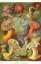 Ernst Haeckel - Artforms of Nature - Actiniae - Seeanemonen Poster 11" x 17"