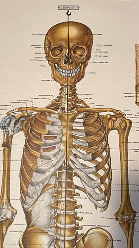 4 Antique Anatomy Posters 1947 /9 Peter Bachin Anatomical Charts 20x26 Oddities - Picture 5 of 19