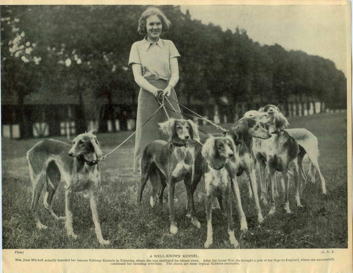 Saluki kennel hot sale