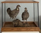 Heath Hen or Lesser Prairie Birds Taxidermy Mount In Glass Caseā Local Pick Upā
