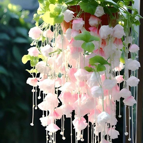 Hibiscus seed Indoor Mixed Color Flower Seed Outdoor 50Pcs Climbing Vine