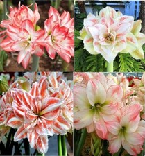 Amaryllis Lily Double Flower Bulb Summer Flower Bulbs Collection pack of 3 
