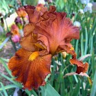 Tall Bearded Iris Rhizome "LOCO COCO"  Tom Burseen  2013  AWARD! — photo 2